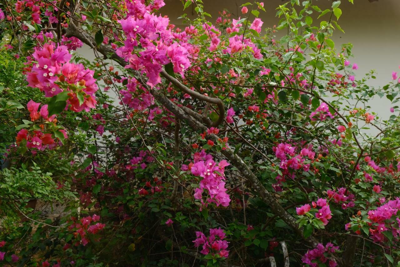 Magnolia Guesthouse Varkala Eksteriør billede